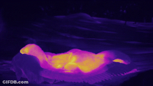 Purple And Yellow Duck Laying On Ground GIF