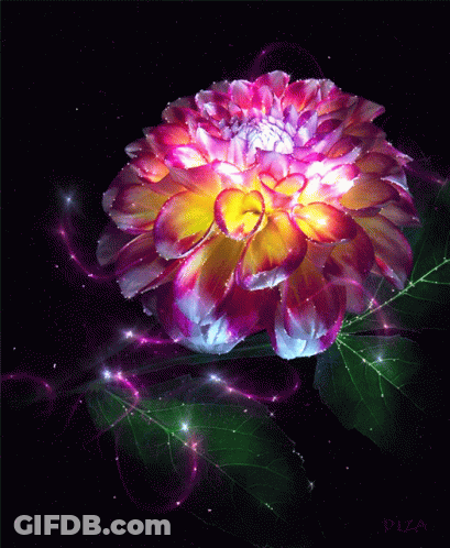 Purple And Yellow Flower With Diza GIF