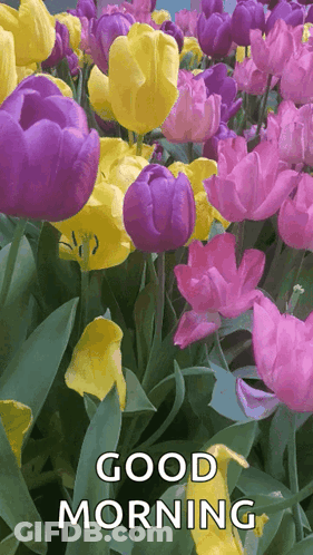 Purple And Yellow Flowers Good Morning GIF