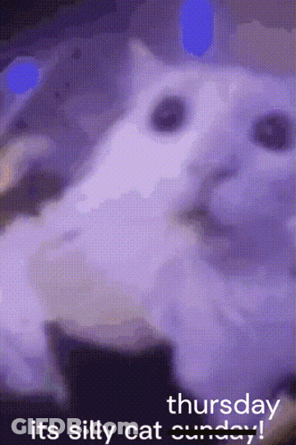 Purple Background Thursday Its Silly Cat Sunday GIF