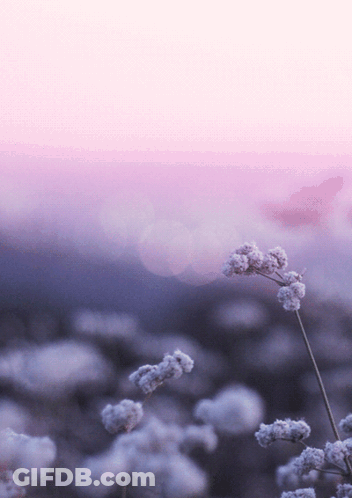 Purple Background With Flowers GIF