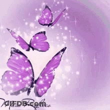 Purple Butterflies On A Purple Background With Maia Rebecca GIF