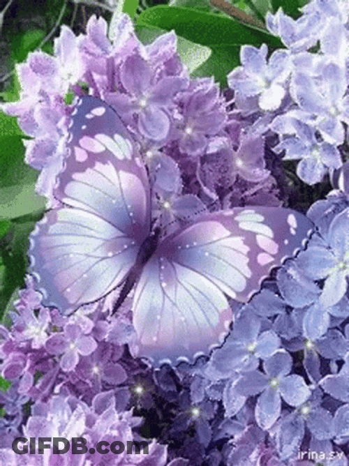 Purple Butterfly Beautiful Flowers GIF
