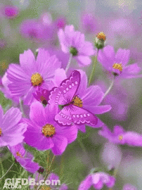 Purple Butterfly Flowers Garden GIF