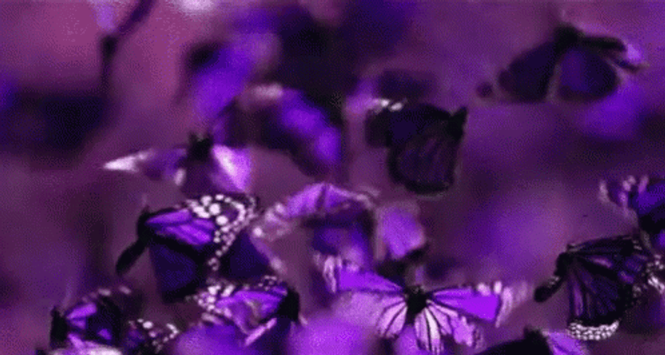 Purple Butterfly Flying Nature GIF