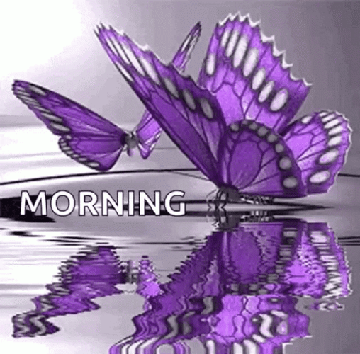 Purple Butterfly Morning Greetings GIF