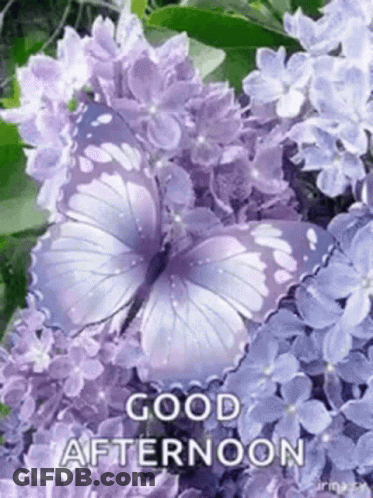 Purple Butterfly On Purple Flowers GIF