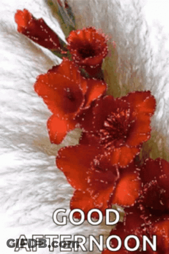 Purple Butterfly On Purple Flowers GIF