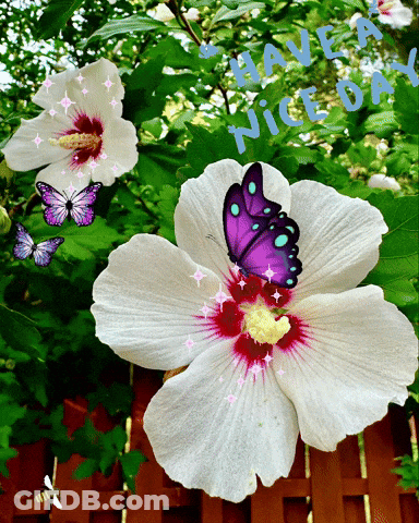 Purple Butterfly On White Flower Saying Have A Nice Day GIF