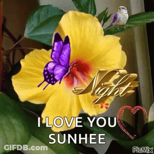 Purple Butterfly On Yellow Flower Saying I Love You Sunhee GIF