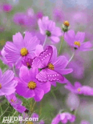 Purple Butterfly Sitting On Purple Flower GIF