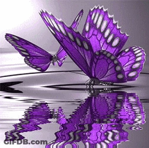 Purple Butterfly Water Reflection GIF