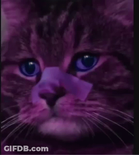 Purple Cat With Purple Ribbon On Nose GIF