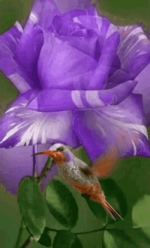 Purple Flores And Woodpecker Bird GIF