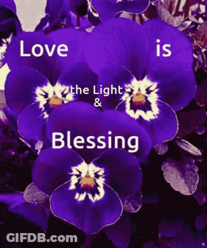 Purple Flower Love The Light And Blessing GIF