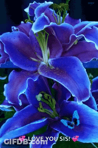 Purple Flower Saying Love You Sis GIF