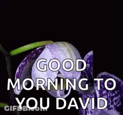 Purple Flower With Good Morning David GIF