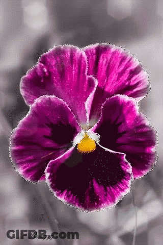 Purple Flower With Yellow Center Braun77 GIF