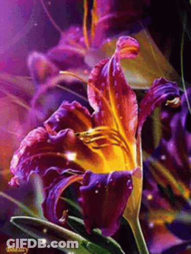 Purple Flower With Yellow Center Close Up GIF