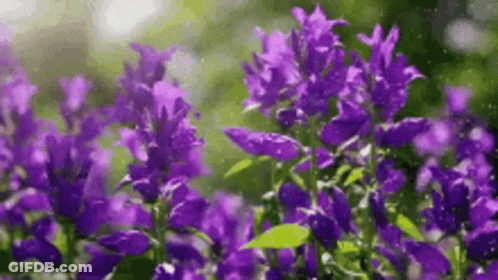 Purple Flowers In Field GIF