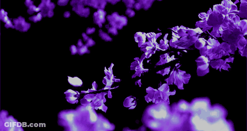 Purple Flowers On A Black Background With A Few White Ones GIF