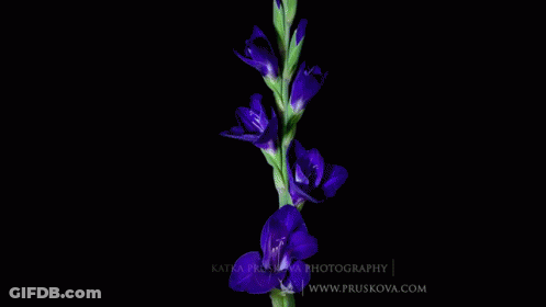 Purple Flowers On Dark Blue GIF