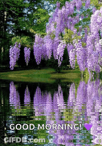 Purple Flowers Reflected In Water Good Morning GIF