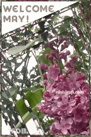 Purple Flowers Welcome May GIF