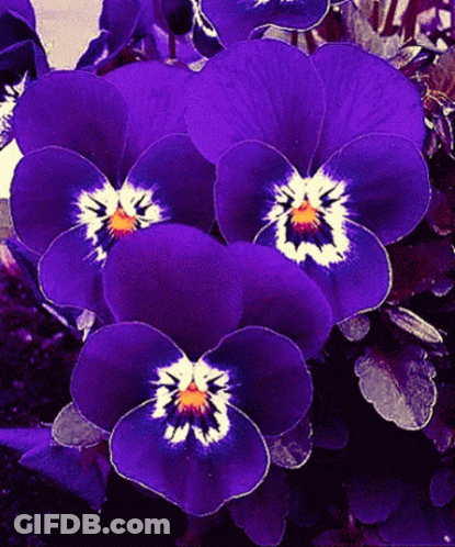 Purple Flowers With White Centers GIF