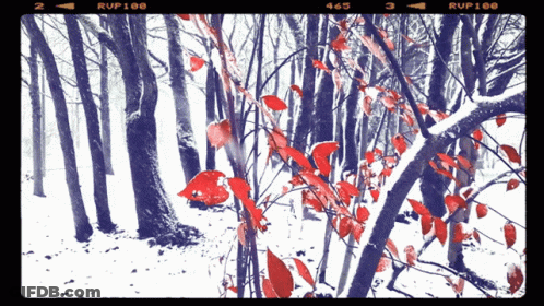 Purple Forest With Rup100 GIF