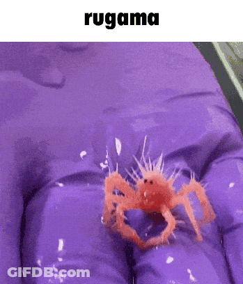Purple Glove Holding Small Orange Crab Rugama GIF