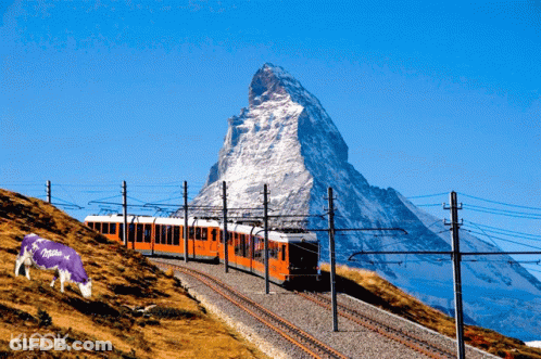 Purple Milka Cow Grazing In Front Of Train GIF