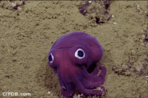 Purple Octopus With Big Eyes Crawling In Ocean GIF