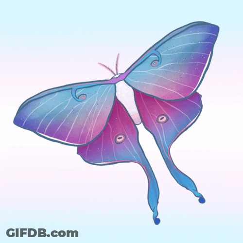 Purple Pink Beautiful Moth GIF