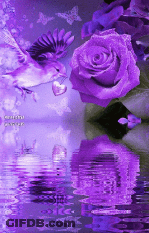 Purple Rose And Bird Reflection GIF