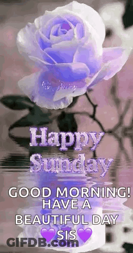 Purple Rose Happy Sunday Good Morning Beautiful Day Sis GIF