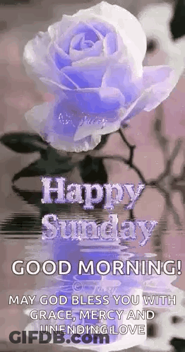 Purple Rose Happy Sunday GIF