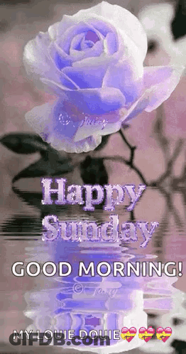 Purple Rose In Vase Happy Sunday Good Morning GIF