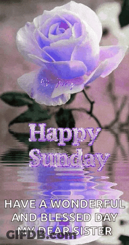 Purple Rose Reflected In Water Happy Sunday GIF