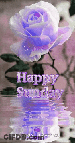 Purple Rose Reflection Happy Sunday GIF