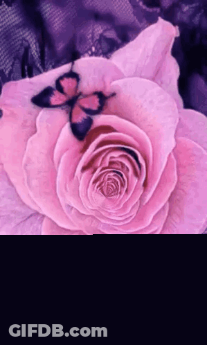 Purple Rose With Butterfly And I Love You Sis GIF
