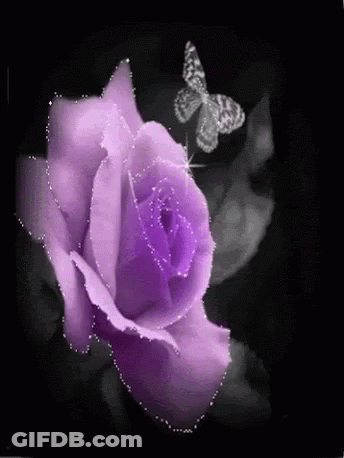 Purple Rose With Butterfly Flying GIF