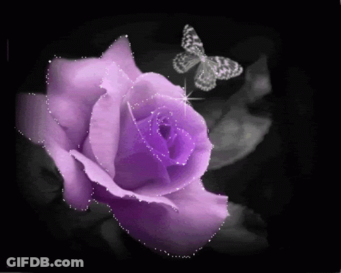 Purple Rose With Butterfly GIF