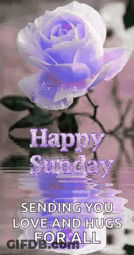 Purple Rose With Happy Sunday Message GIF