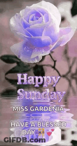 Purple Rose With Happy Sunday Message GIF