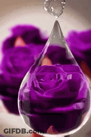 Purple Rose With Water Drop GIF