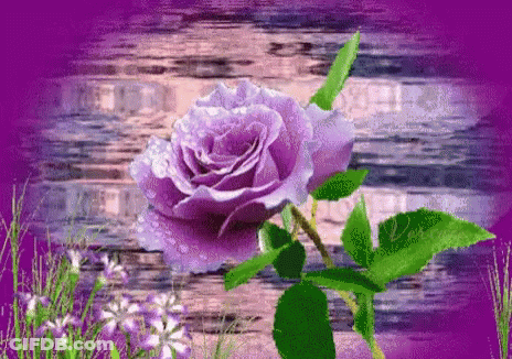 Purple Rose With Water Drops GIF