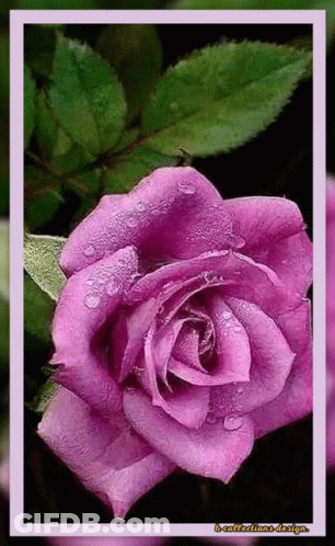 Purple Rose With Water Drops GIF