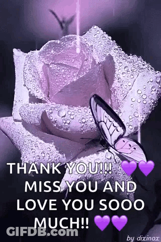 Purple Rose With Water Drops And Butterfly GIF