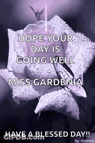 Purple Rose With Water Drops GIF